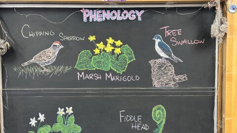 Chalk illustrations show a wood anemone, wild strawberry, fiddle head fern, Tree Swallow, marsh marigold, and Chipping Sparrow.