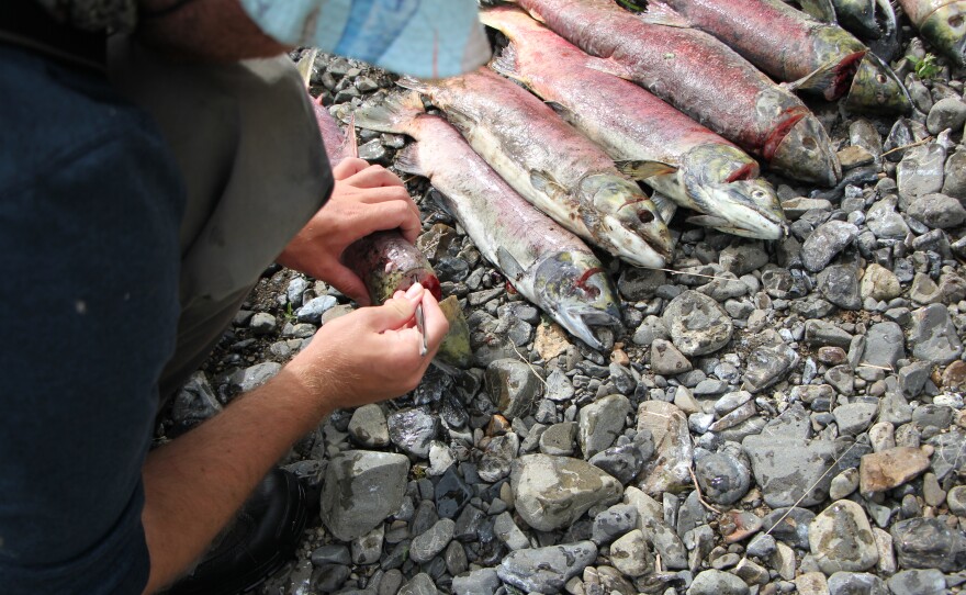 The otolith is a tiny earbone inside the salmon's head. A University of Washington researcher lines up dead fish to remove their otoliths in August 2019.