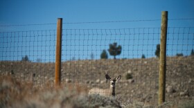 A mule deer approaches one of the 200 fences it must cross on its seasonal migration from Yellowstone to southern Wyoming's Red Desert. 