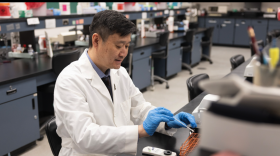 Shicheng Chen is a professor of Medical Laboratory Sciences at NIU. He studies mosquito microbiomes.