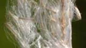 Cogongrass
