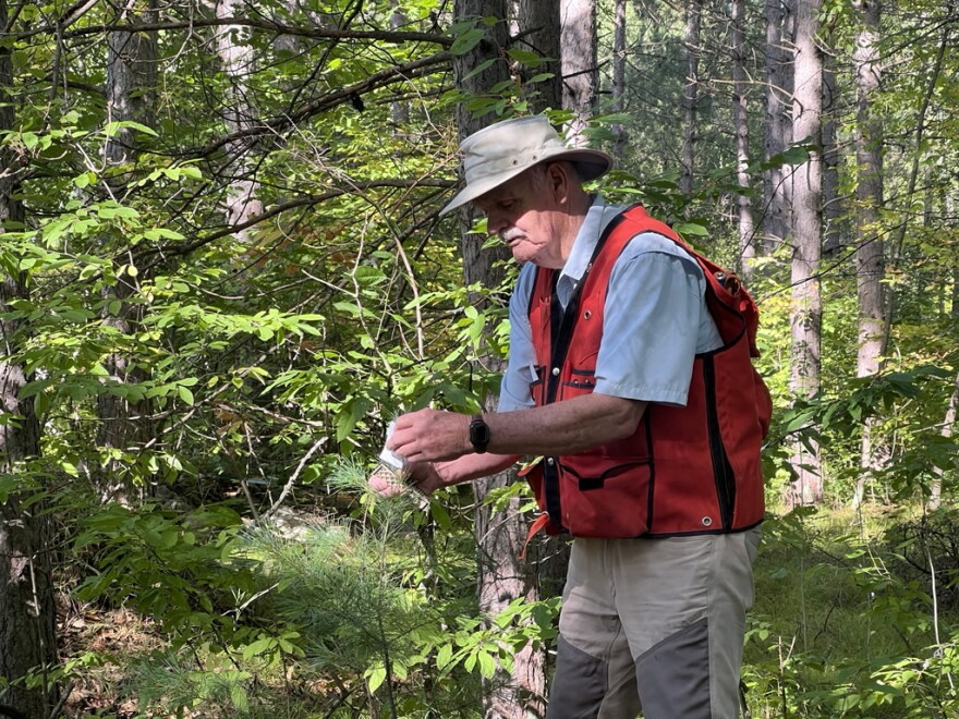 Gary Anderson staples a piece a paper around the top of a pine seedling to protect it from deer. 
