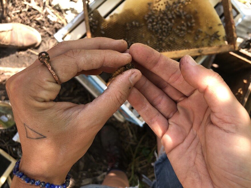 Angela Roell at Yard Birds holds a queen bee.