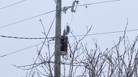 Utility companies report that many of these disruptions are caused by entire trees falling across main transmission lines, necessitating complex and time-consuming repairs.