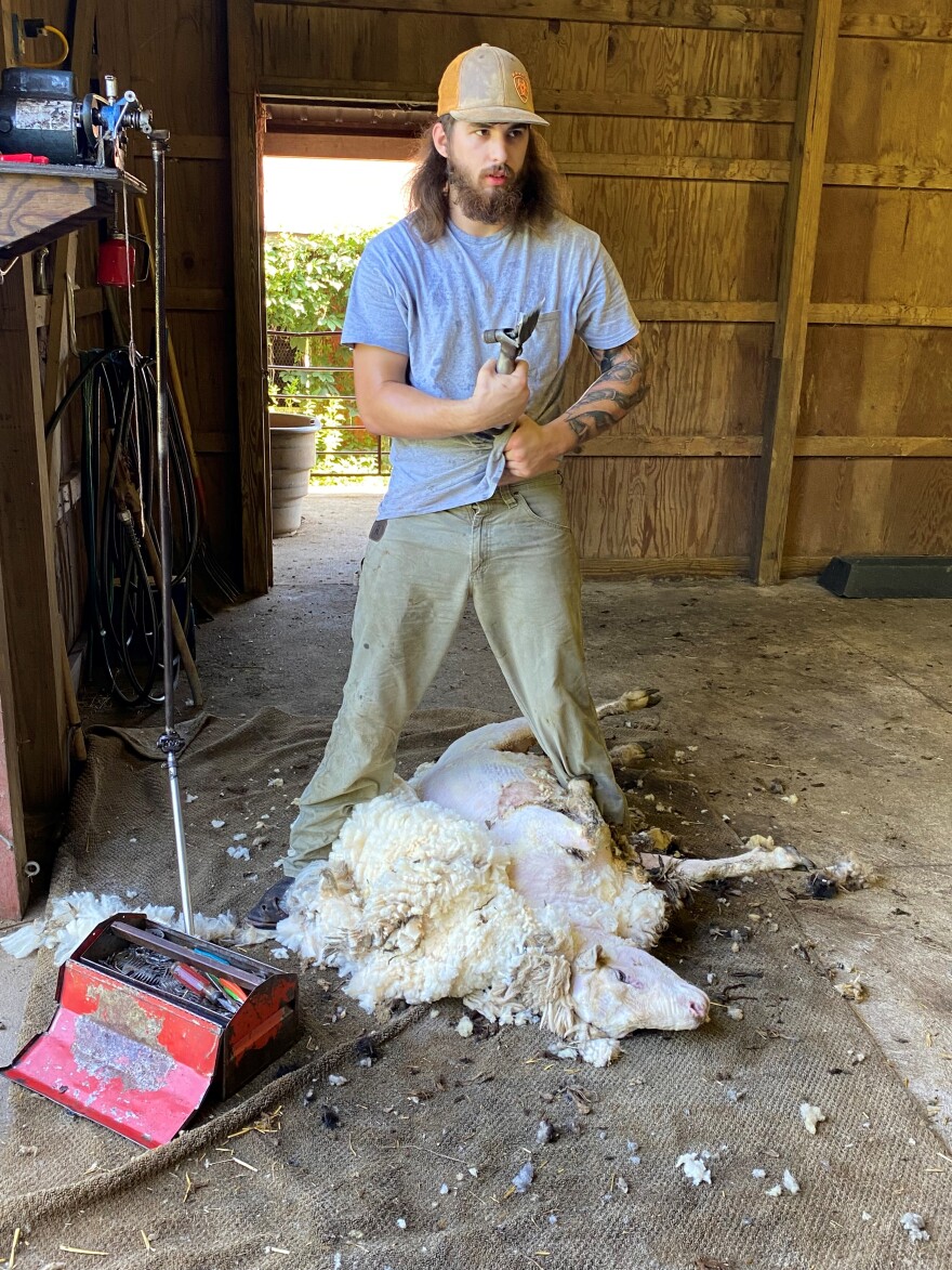 Wyatt Hilty stands over a white ram he is shearing.