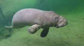 The depletion of seagrass beds have led to many cold-stressed, emaciated manatees such as the one photographed. This can be seen with the white lesions on his snout and flippers, a skinny shape and sunken appearance in the back of the head, forming what is called a “peanut head.” (Photo courtesy of Save The Manatee Club)