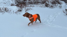 Ole, Kemp Station’s number one pup, enjoys a walk without mosquitoes.