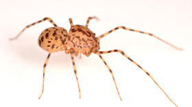 Spitting spiders are common in houses in North Carolina. They wander the home looking for juicy prey, such as fruit flies. They then spit venomous silk at the prey and enjoy what they have wrought. These spiders help control insects in a house. They are harmless, beautiful, beneficial, and fascinating.