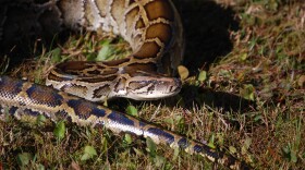 Burmese Python coiled in the grass