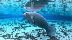 A manatee swims in a spring in the Ocala National Forest. Dams can prevent manatee migration, and resulted in at least 17 manatee deaths so far in 2024, as of November.
