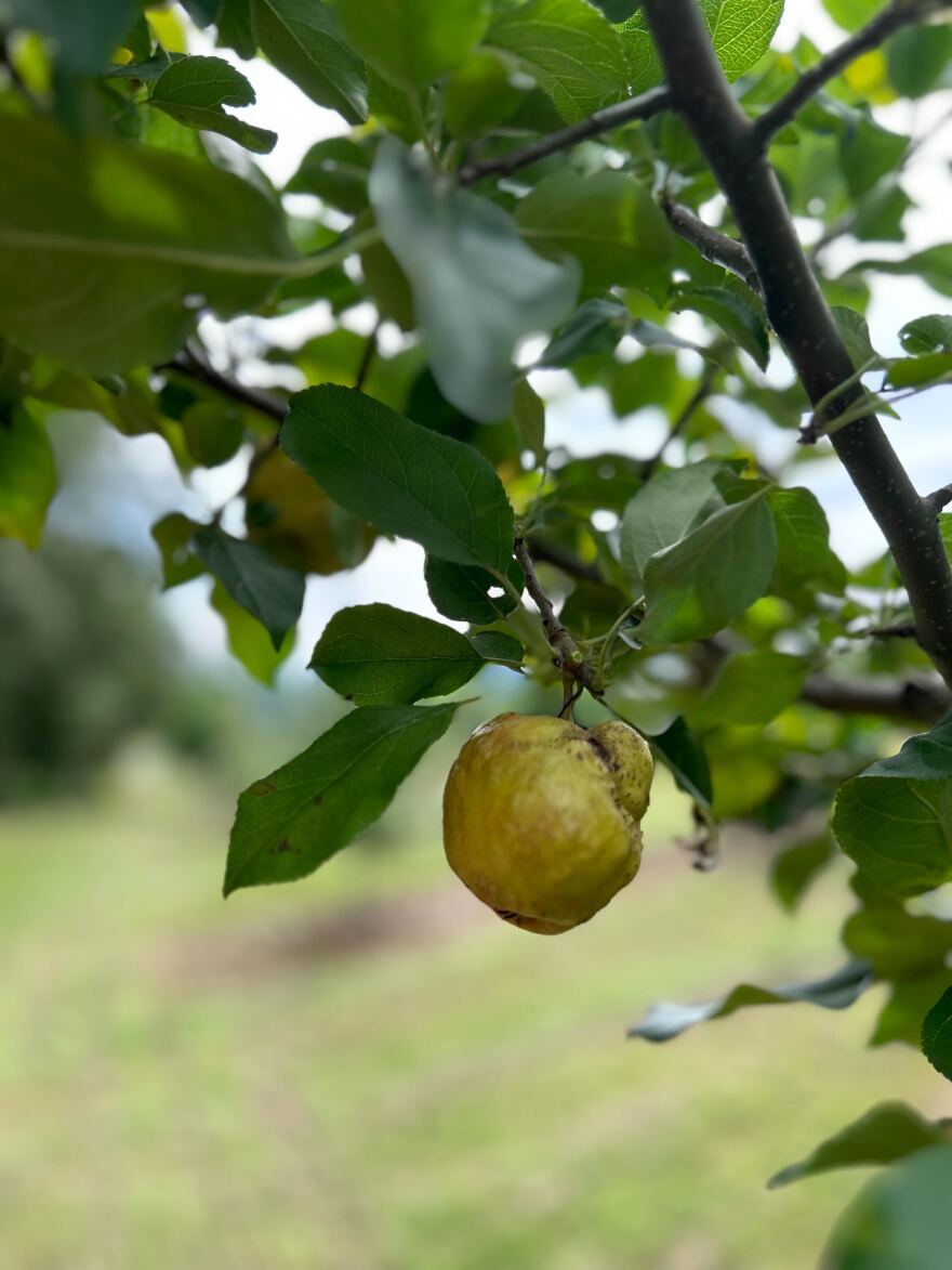 One of Apple Hill's apples that survived the freeze, but was damaged in May.