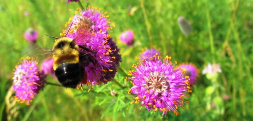 The rusty patched bumble bee pollinates a flower.