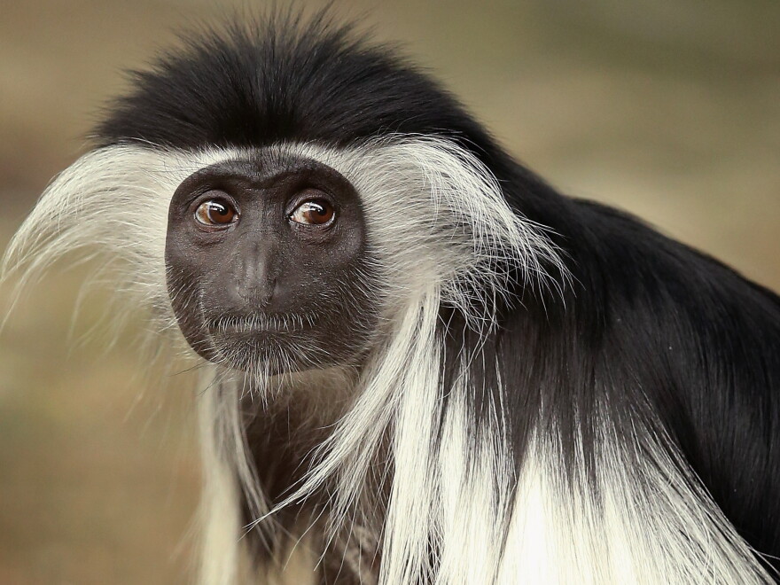 Olivia, a 5-year-old Angolan colobus monkey, at the Brookfield Zoo near Chicago.