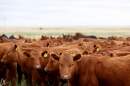 Cattle stand while grazing in freshly opened pasture using adaptive grazing at CS Ranch, during the Soil Health Academy which teaches regenerative agriculture techniques, on June 1, 2022 in Cimarron, New Mexico. (Mario Tama/Getty Images)