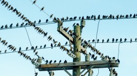 Birds perched on a telephone pole