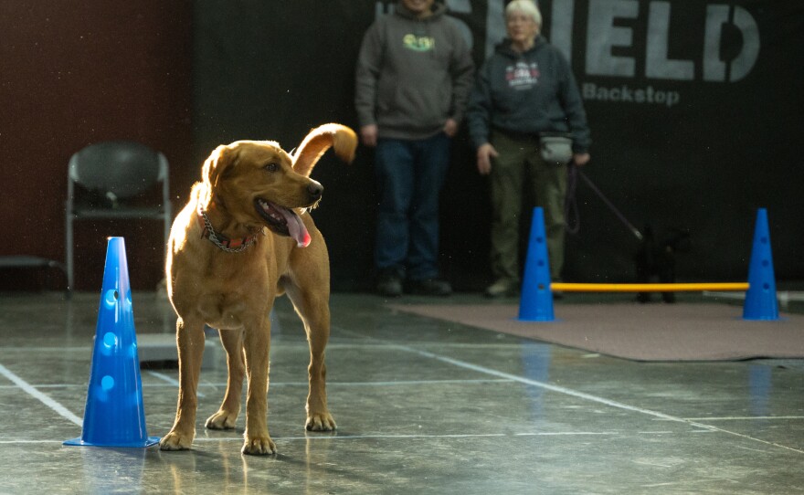 A Labrador retriever named Rusty takes a break from cone practice during a flyball class