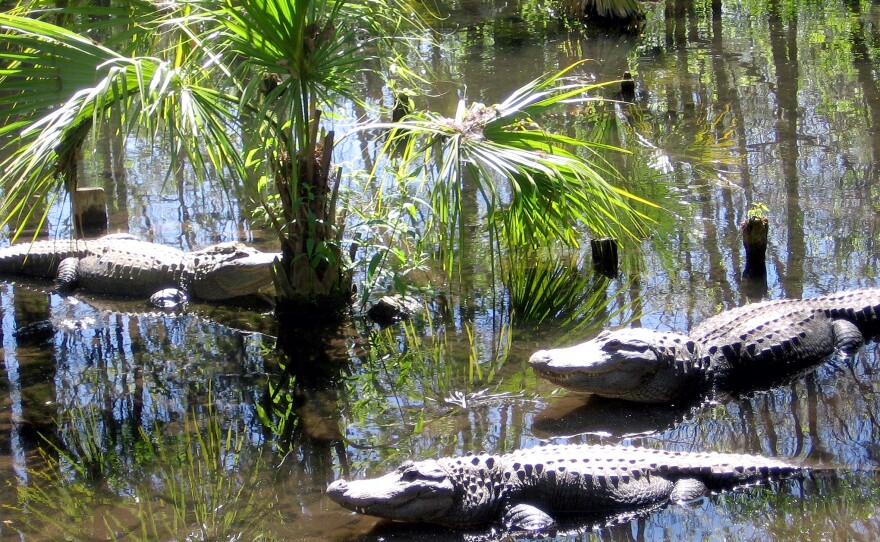Alligators sun themselves along the waters of Silver Springs.