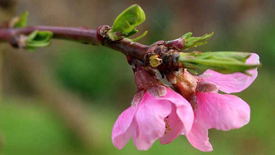 Around the first few days in January, temperatures dropped to about 20 degree below zero, killing buds on area peach trees.