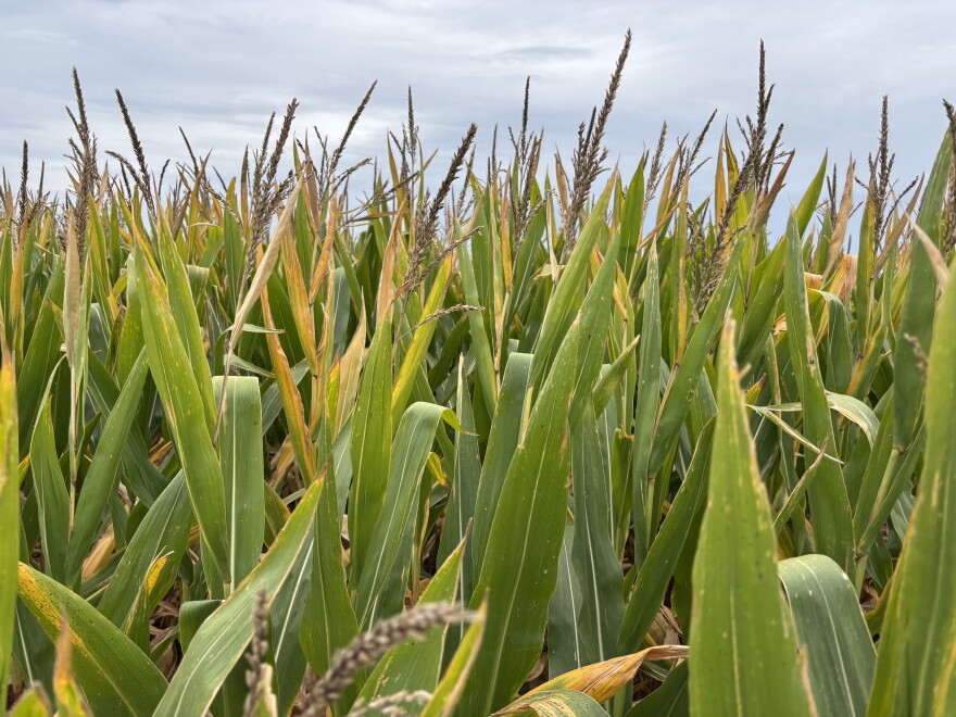 It's harvest time for Michigan's corn crop