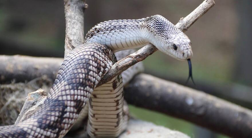 Sammie, a Florida pine snake, rests on a branch at the Santa Fe College Teaching Zoo on April 3, 2026. (Candy Fontana Verde/WUFT News)
