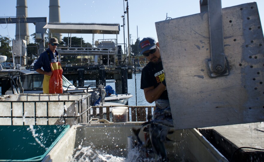 After boats hit Sea Harvest's dock in Moss Landing, cranes lift the catch off in bins, the fish are weighed, separated by species, and either