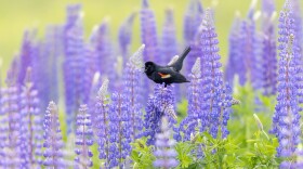 Red-winged blackbird