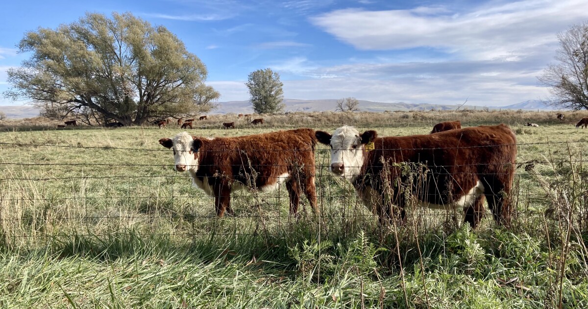 Six Idaho dairy farms have the avian flu. Here’s what you need to know