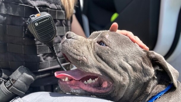 Dogs and cats, unlike humans, can't shed heat by sweating, and their fur coats also put them at higher risk for heat-related illnesses.