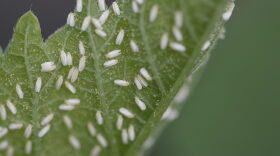 In April, the whitefly was found for the first time outside greenhouses and nurseries in Florida.
