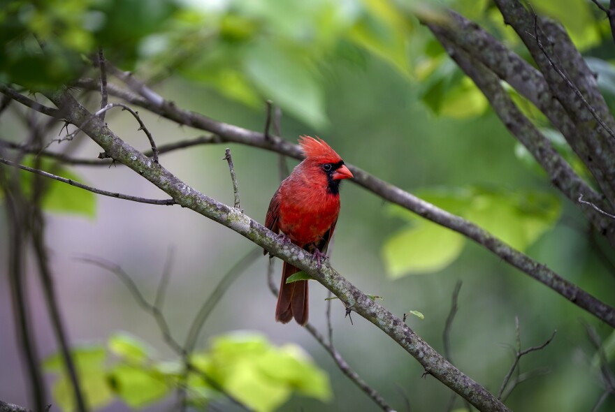 A scarlet male Northern Cardinal rests in a tree in Fairfax County, Va., in the suburbs of Washington, Monday, May 25, 2020. While the Northern Cardinal is the state bird of Virginia, it is also the state bird of six other states: Illinois, Indiana, Kentucky, North Carolina, Ohio, and West Virginia. (AP Photo/J. Scott Applewhite)