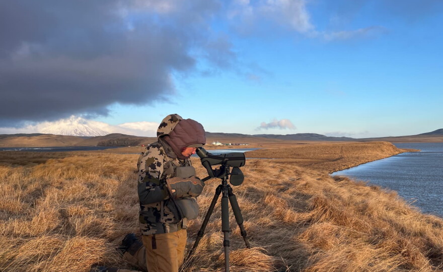 Robyn Thomas conducts age-ratio surveys in Nikolski during winter 2025.