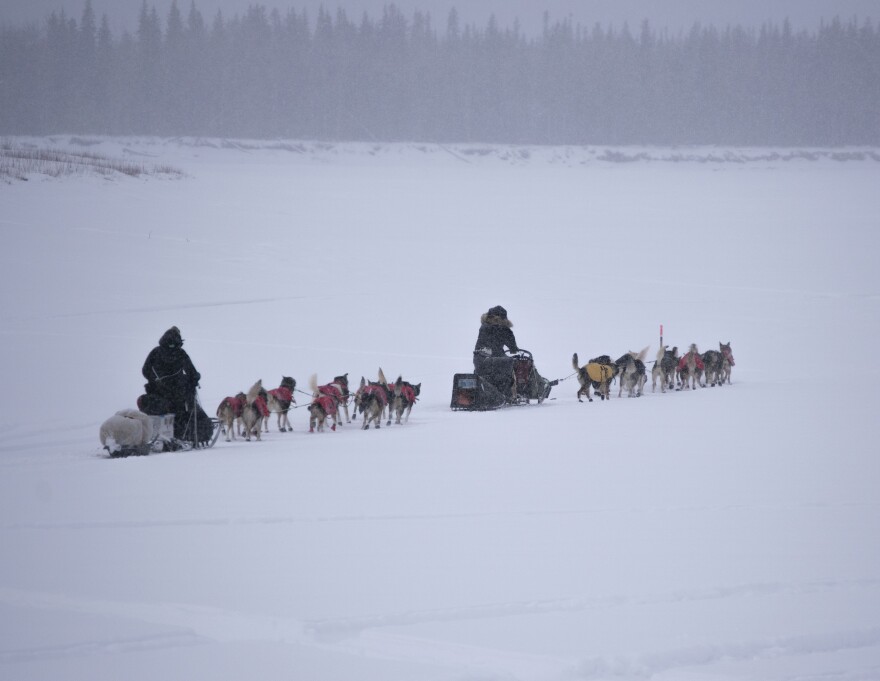 Jason Mackey (right) and Patrick Mackey (left) mush across the Yukon River on the afternoon of Feb. 11, 2026. (Shelby Herbert, KUAC)