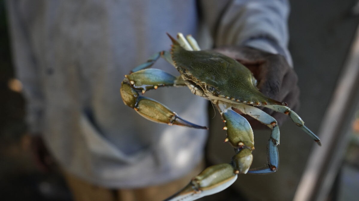 North Carolina Seafood Trail aims to honor Black people in the industry - Vimarsana News