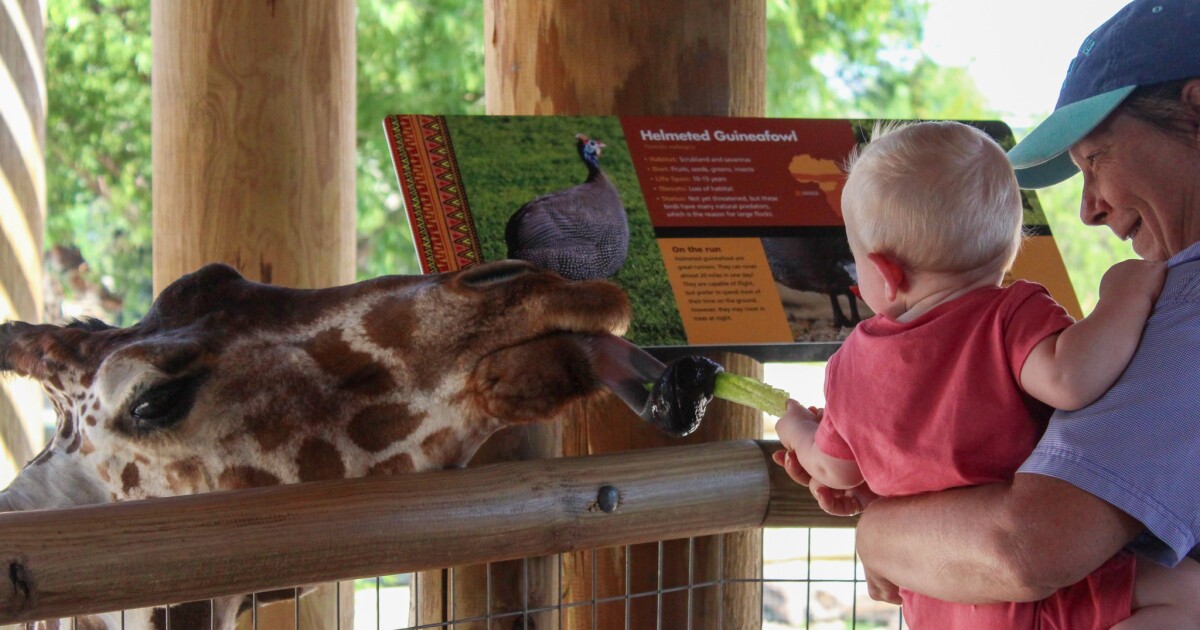 Abilene Zoo celebrates World Giraffe Day