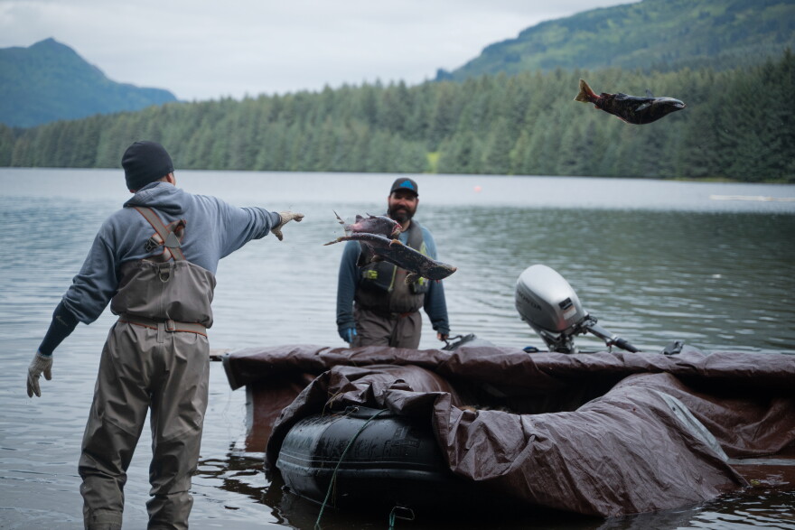 A technician chucks the carcasses of spawned sockeye salmon into a boat, which will take them out into the middle of Afognak Lake to decompose naturally. The Afognak Lake egg take is funded largely by KRAA's pink and chum operations.