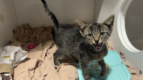 A small tabby kitten meows while standing in a cage.