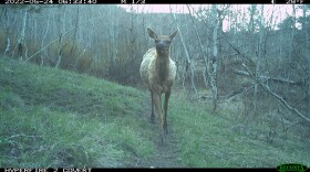 Elk on game camera