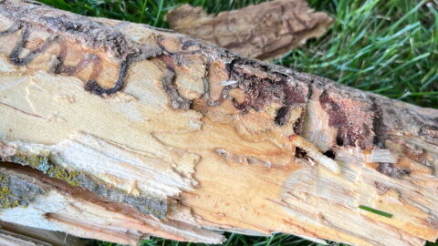 A sample from an ash tree in Walla Walla County infested by emerald ash borer. The invasive insect’s larvae chew through the wood, creating winding galleries that kill the tree, and, when the insects are grown, exit through tiny D-shaped holes.