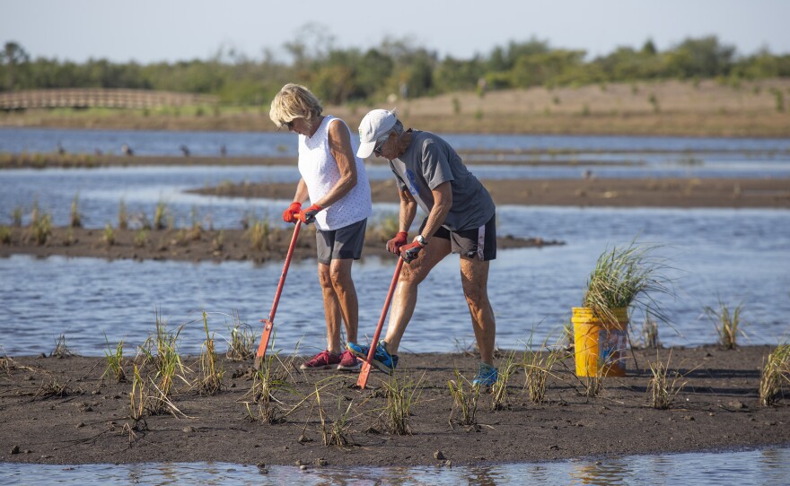 The plants feed small animals which, in turn, feed larger animals such as birds, crabs and fish.