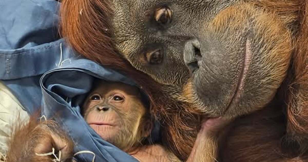 Baby orangutan joins Fort Wayne Zoo family