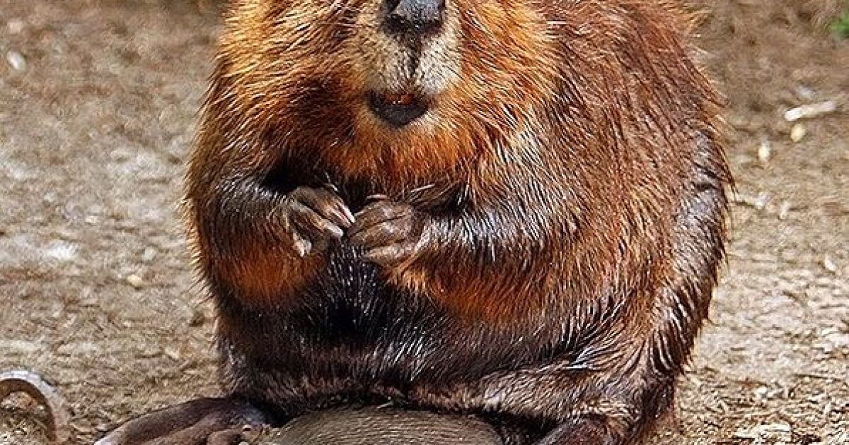 The Beaver is back in southeast Michigan