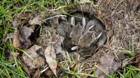 Young rabbits in the wild
