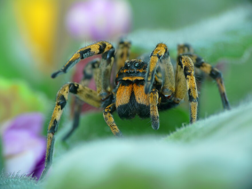 Understanding Iowa Spiders Iowa Public Radio