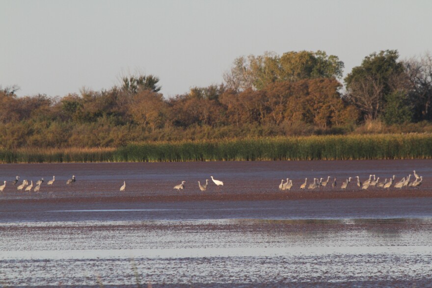 A white whooping crane surrounded by sandhill cranes in
