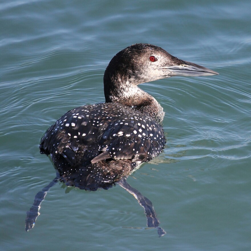 A brown loon floats in the water.