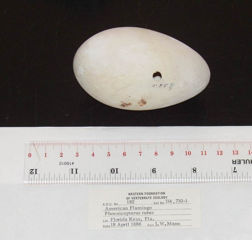 Egg collecting was a popular hobby in the late 1800s; a few specimens found their way to museums.