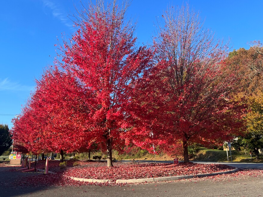 Tree in Blacksburg, bright red in fall. Taken Oct. 20, 2022. 