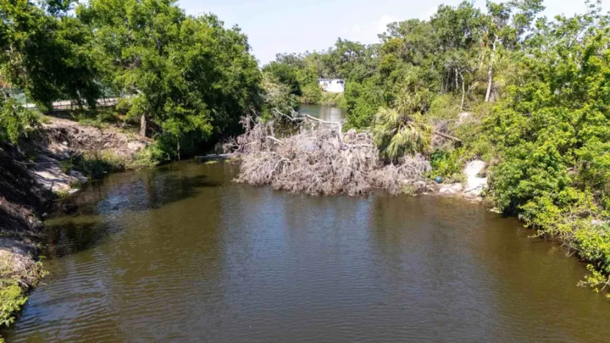 A large fallen tree partially blocks the flow of Phillippi Creek, highlighting neglected maintenance along Sarasota County’s largest watershed.