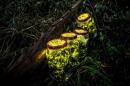 This photo taken on August 18, 2015 shows fireflies kept in jars. (CN-STR/AFP via Getty Images)