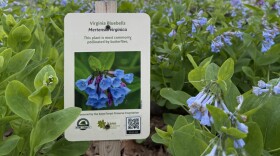 A new app lets people learn more about the plants around them.